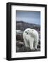 Polar Bear on Harbour Islands, Hudson Bay, Nunavut, Canada-Paul Souders-Framed Photographic Print