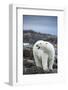 Polar Bear on Harbour Islands, Hudson Bay, Nunavut, Canada-Paul Souders-Framed Photographic Print