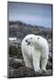 Polar Bear on Harbour Islands, Hudson Bay, Nunavut, Canada-Paul Souders-Mounted Photographic Print