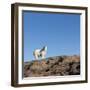 Polar Bear on Harbour Islands, Hudson Bay, Nunavut, Canada-Paul Souders-Framed Photographic Print