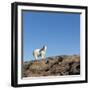 Polar Bear on Harbour Islands, Hudson Bay, Nunavut, Canada-Paul Souders-Framed Photographic Print