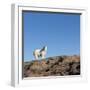 Polar Bear on Harbour Islands, Hudson Bay, Nunavut, Canada-Paul Souders-Framed Photographic Print