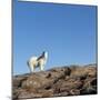 Polar Bear on Harbour Islands, Hudson Bay, Nunavut, Canada-Paul Souders-Mounted Photographic Print