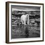 Polar Bear on Harbour Islands, Hudson Bay, Nunavut, Canada-Paul Souders-Framed Photographic Print