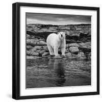 Polar Bear on Harbour Islands, Hudson Bay, Nunavut, Canada-Paul Souders-Framed Photographic Print