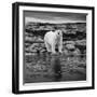 Polar Bear on Harbour Islands, Hudson Bay, Nunavut, Canada-Paul Souders-Framed Photographic Print