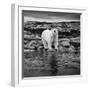 Polar Bear on Harbour Islands, Hudson Bay, Nunavut, Canada-Paul Souders-Framed Photographic Print