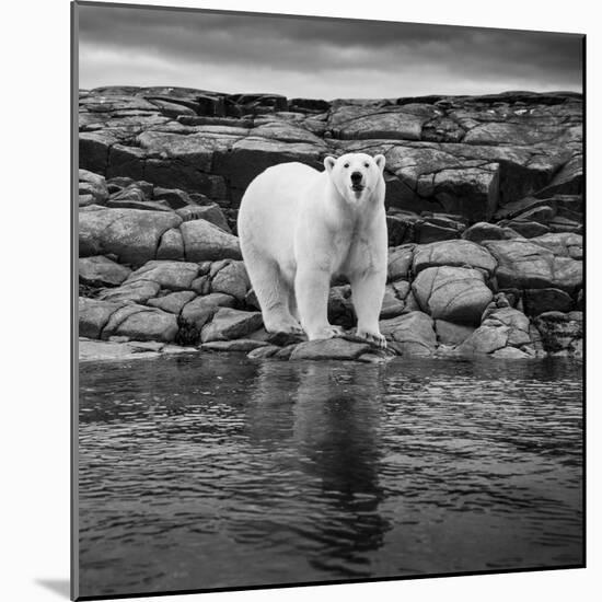 Polar Bear on Harbour Islands, Hudson Bay, Nunavut, Canada-Paul Souders-Mounted Photographic Print