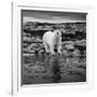 Polar Bear on Harbour Islands, Hudson Bay, Nunavut, Canada-Paul Souders-Framed Photographic Print