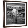 Polar Bear on Harbour Islands, Hudson Bay, Nunavut, Canada-Paul Souders-Framed Photographic Print