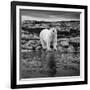 Polar Bear on Harbour Islands, Hudson Bay, Nunavut, Canada-Paul Souders-Framed Photographic Print