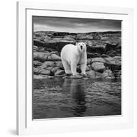 Polar Bear on Harbour Islands, Hudson Bay, Nunavut, Canada-Paul Souders-Framed Photographic Print