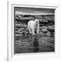 Polar Bear on Harbour Islands, Hudson Bay, Nunavut, Canada-Paul Souders-Framed Photographic Print