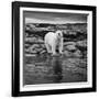 Polar Bear on Harbour Islands, Hudson Bay, Nunavut, Canada-Paul Souders-Framed Photographic Print