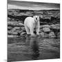 Polar Bear on Harbour Islands, Hudson Bay, Nunavut, Canada-Paul Souders-Mounted Photographic Print