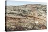 Polar Bear on Harbour Islands, Nunavut, Canada-Paul Souders-Stretched Canvas