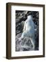 Polar Bear on Harbour Islands, Nunavut, Canada-Paul Souders-Framed Photographic Print