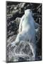 Polar Bear on Harbour Islands, Nunavut, Canada-Paul Souders-Mounted Photographic Print