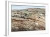 Polar Bear on Harbour Islands, Nunavut, Canada-Paul Souders-Framed Photographic Print