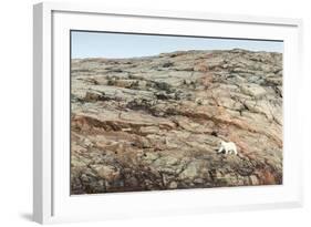 Polar Bear on Harbour Islands, Nunavut, Canada-Paul Souders-Framed Photographic Print