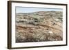 Polar Bear on Harbour Islands, Nunavut, Canada-Paul Souders-Framed Photographic Print