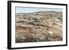 Polar Bear on Harbour Islands, Nunavut, Canada-Paul Souders-Framed Photographic Print