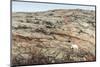 Polar Bear on Harbour Islands, Nunavut, Canada-Paul Souders-Mounted Photographic Print