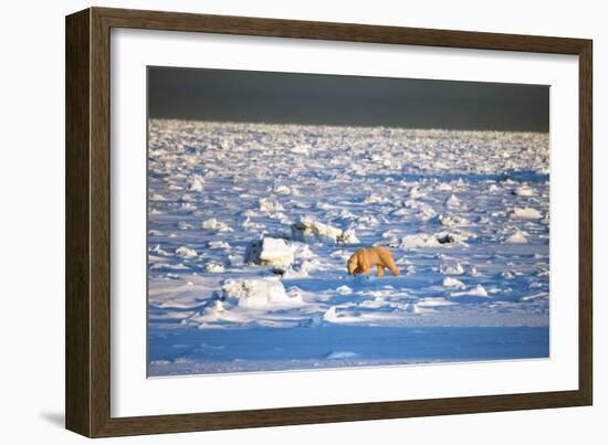 Polar Bear on Hudson Bay Ice-Howard Ruby-Framed Photographic Print