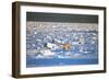 Polar Bear on Hudson Bay Ice-Howard Ruby-Framed Photographic Print