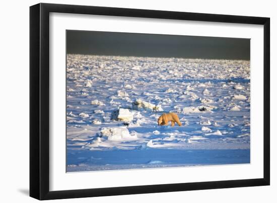 Polar Bear on Hudson Bay Ice-Howard Ruby-Framed Photographic Print