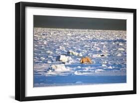 Polar Bear on Hudson Bay Ice-Howard Ruby-Framed Photographic Print