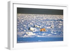 Polar Bear on Hudson Bay Ice-Howard Ruby-Framed Photographic Print