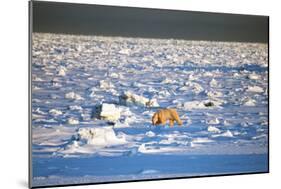 Polar Bear on Hudson Bay Ice-Howard Ruby-Mounted Photographic Print
