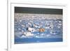 Polar Bear on Hudson Bay Ice-Howard Ruby-Framed Photographic Print