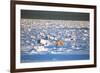 Polar Bear on Hudson Bay Ice-Howard Ruby-Framed Photographic Print