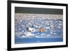 Polar Bear on Hudson Bay Ice-Howard Ruby-Framed Photographic Print