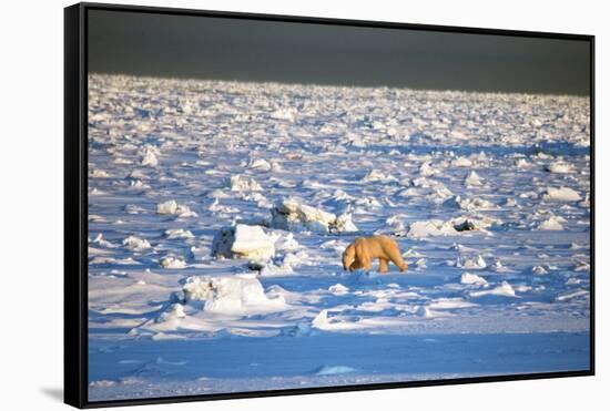 Polar Bear on Hudson Bay Ice-Howard Ruby-Framed Stretched Canvas