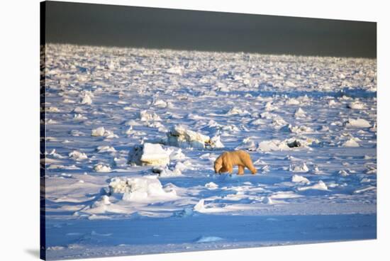 Polar Bear on Hudson Bay Ice-Howard Ruby-Stretched Canvas