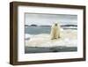 Polar Bear on Hudson Bay Pack Ice, Nunavut, Canada-Paul Souders-Framed Photographic Print