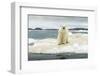 Polar Bear on Hudson Bay Pack Ice, Nunavut, Canada-Paul Souders-Framed Photographic Print