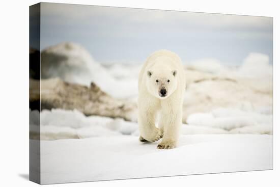 Polar Bear on Hudson Bay Sea Ice, Nunavut Territory, Canada-Paul Souders-Stretched Canvas