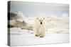 Polar Bear on Hudson Bay Sea Ice, Nunavut Territory, Canada-Paul Souders-Stretched Canvas