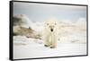 Polar Bear on Hudson Bay Sea Ice, Nunavut Territory, Canada-Paul Souders-Framed Stretched Canvas