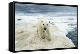 Polar Bear on Hudson Bay Sea Ice, Nunavut Territory, Canada-Paul Souders-Framed Stretched Canvas