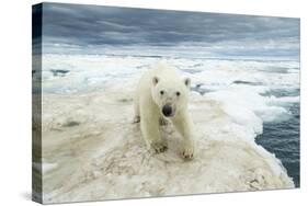 Polar Bear on Hudson Bay Sea Ice, Nunavut Territory, Canada-Paul Souders-Stretched Canvas