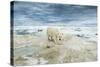 Polar Bear on Hudson Bay Sea Ice, Nunavut Territory, Canada-Paul Souders-Stretched Canvas