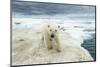 Polar Bear on Hudson Bay Sea Ice, Nunavut Territory, Canada-Paul Souders-Mounted Photographic Print