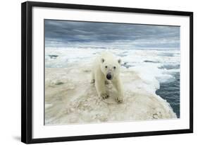 Polar Bear on Hudson Bay Sea Ice, Nunavut Territory, Canada-Paul Souders-Framed Photographic Print