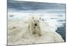 Polar Bear on Hudson Bay Sea Ice, Nunavut Territory, Canada-Paul Souders-Mounted Photographic Print