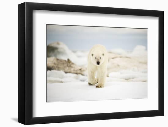 Polar Bear on Hudson Bay Sea Ice, Nunavut Territory, Canada-Paul Souders-Framed Photographic Print